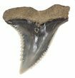 Fossil Hemipristis Shark Tooth - Maryland #42541-1